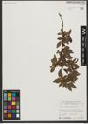 Foto von Salix waldsteiniana Willd.